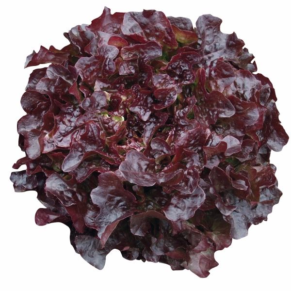 Lettuce Oakleaf Red Head
