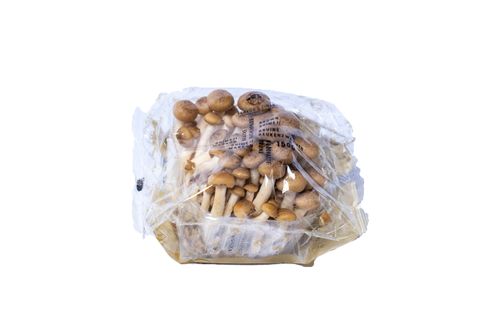 Mushroom Shimeji Brown 150g 