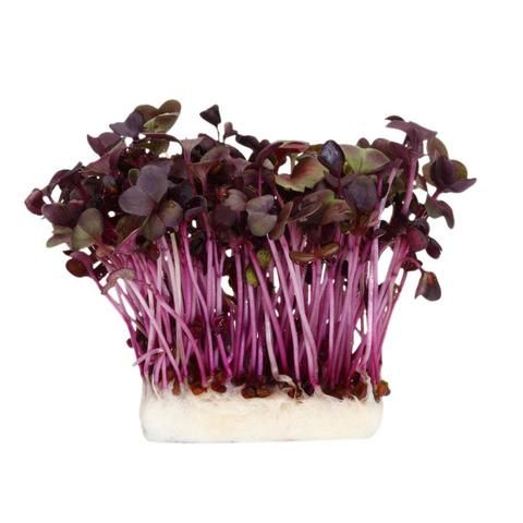 Cress Purple Shisho