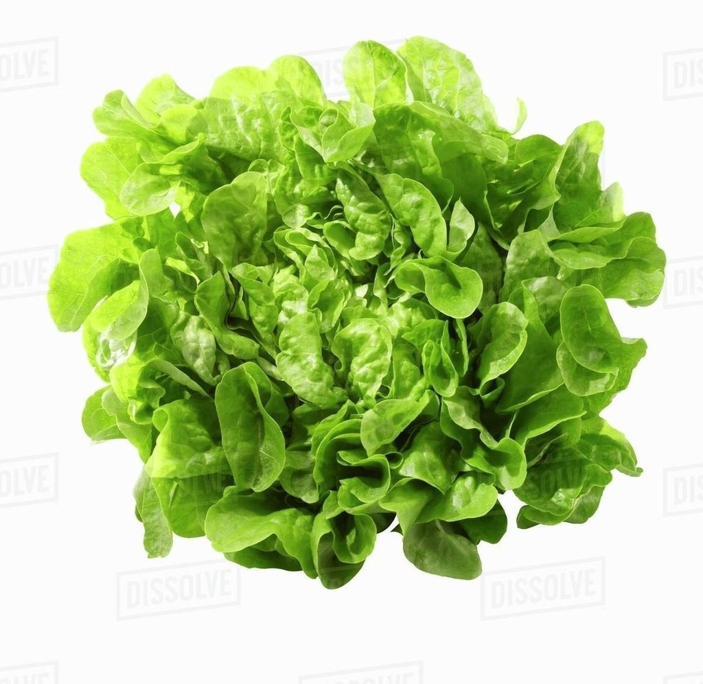 Lettuce Oakleaf Green Head